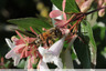 abeilles sur Abelia