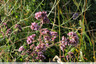 Origan en fleurs