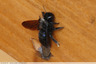 Abeille charpentière