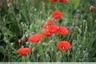 Coquelicots