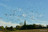 Nuées de pigeons