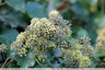 Lierre en fleurs