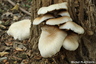 Polypore à identifier