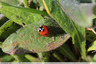 Coccinelle en action