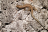 Lézard des murailles