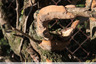 Polypore sur prunus