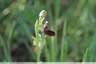 Ophrys araignée