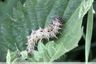 Chenille dans une feuille