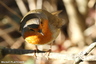 "Mon" Rouge-gorge