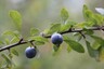 Fruits de prunellier