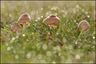 Marasmius oréades