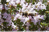 Les abeilles raffolent du thym