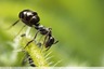 Fourmis et pucerons sur bourrache