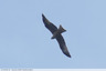 Rapace sur Lagarde