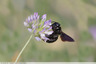 Abeille charpentière