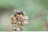Anthidium florentinum.