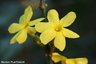 Jasmin d'hiver