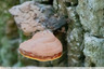 Polypore