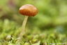Un tout petit champignon...