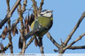 Mésange bleue
