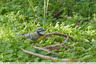 Mésange bleue