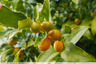 Kumquats proche de la maturité
