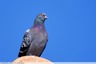 Pigeon