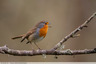 Robin