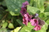 Pulmonaire officinale