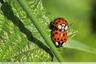 Reproduction des coccinelles