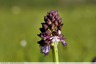 Orchis pourpre