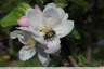 Fleur de pommier