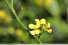 Moutarde en fleurs