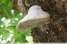 Polypore sur prunus