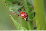 Coccinelles bien nourries