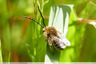 Abeille solitaire
