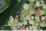Fourmis sur fusain