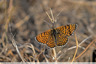 Mélitée des linaires (Melitaea deione)