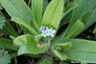 Myosotis