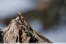 Lézard des murailles