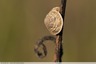 Escargot