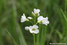 Cardamine