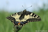 Un machaon
