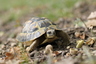 Tortue de Hermann