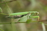Mante religieuse