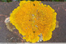 Lichen jaune