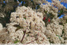 Photinia épanoui