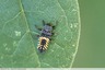 Larve de coccinelle