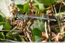 Agrion