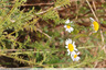 Camomille